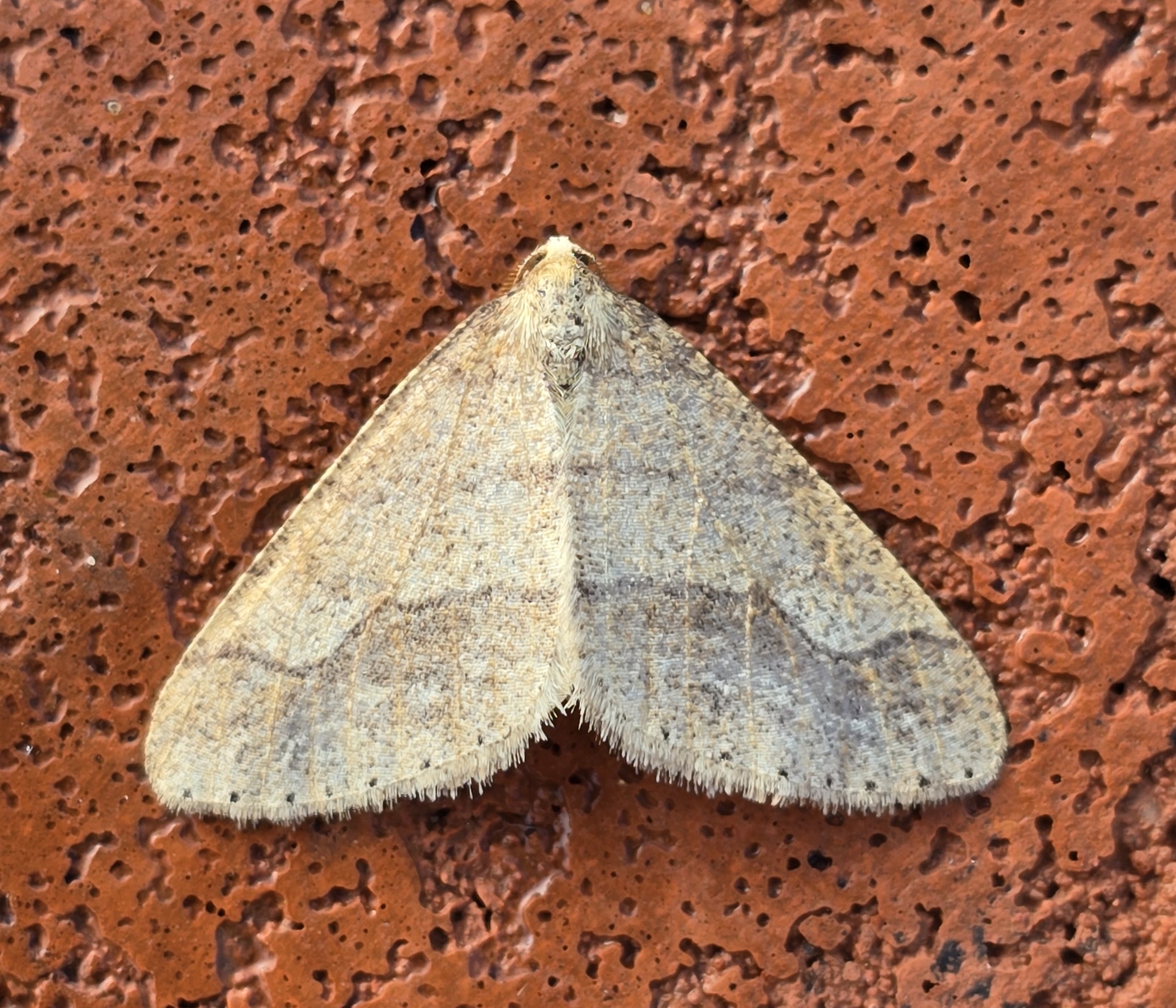 Photo of Dotted Border (Agriopis marginaria)